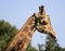 Giraffes in chapultepec zoo mexico city