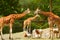 Giraffes in chapultepec zoo, mexico city. IV