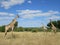 Giraffes in Chobe National Park, Botswana