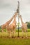 Giraffes at the Cotswold Wildlife Park and Gardens