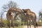 Giraffes cross their heads on street in Kruger Park