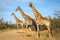Giraffes crossing dirt road at Kruger park. South Africa