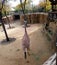 Giraffes in Dallas Zoo