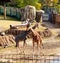 Giraffes in Dallas Zoo