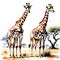 Giraffes in the desert. Water scarcity