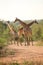 Giraffes on a dirt road in Kruger National Park
