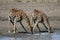 Giraffes drinking water