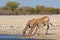 Giraffes drinking water