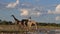 Giraffes drinking at a water hole