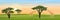 Giraffes eat the foliage of acacia trees in the African savannah. Realistic vector landscape. The nature of Africa