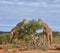 Giraffes Eating