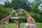 Giraffes eating grass and partial view of zebra at Busch Gardens 3