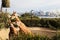 Giraffes Eating Leaves, Taronga Zoo, Syndey Australia