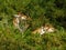 Giraffes eating leaves from trees