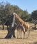 Giraffes eating mother & calf