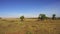 Giraffes eating tree leaves in savanna at africa