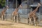 Giraffes in an Enclosure