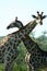 Giraffes, Etosha NP, Namibia