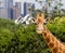 Giraffes with a fabulous view of Sydney