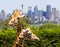 Giraffes with a fabulous view of Sydney