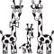 Giraffes family