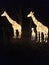 Giraffes family Lightopia