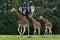 Giraffes family in the wildlife park