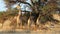 Giraffes feeding on a thorn tree