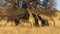 Giraffes feeding on a thorn tree