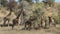 Giraffes feeding on thorn trees - Kalahari desert