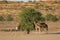 Giraffes feeding on a tree