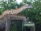 Giraffes feeding in Zambia