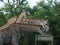 Giraffes feeding in Zambia