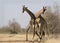 Giraffes fighting in Kruger