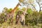 Giraffes fighting in Tanzania, Africa