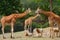 Giraffes with forest in the background at the chapultepec zoo, mexico city. VIII