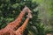 Giraffes with forest in the background at the chapultepec zoo, mexico city. XI