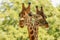 Giraffes (Giraffa camelopardalis)