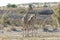 Giraffes Giraffa camelopardalis in Kgalagadi Transfrontier National Park, Northern Cape, South AFrica