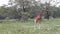 Giraffes go on savanna. Kenya.