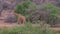 Giraffes Goes In African Savannah, Samburu, Eating The Leaves Of The Trees