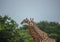 Giraffes at the grasslands on the area of the Ezulwini Game Lodge