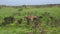 Giraffes Graze Leaves In Thickets Of Thorny Bushes On A Green Pasture In Africa