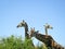 Giraffes grazing during the day in the Kruger National Park in South Africa