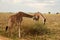 Giraffes grazing in the field on a sunny day