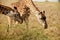 Giraffes grazing in the field on a sunny day