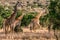 Giraffes Grazing on the vegetation in the Maasai Mara National Reserve Park At Narok County