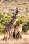 Giraffes Grazing on the vegetation in the Maasai Mara National Reserve Park At Narok County