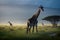 Giraffes in the green meadow of savanna. Amazing African wildlife. Generative Ai