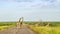 Giraffes in a green savannah crossing the road, Kruger Park, South Africa